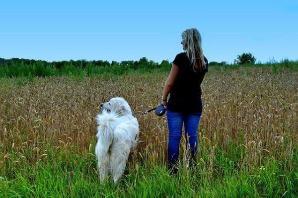 Quantas vezes devo passear com meu cachorro - Quanto tempo passear com um cão?