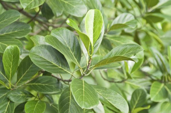 Plantas que purificam o ar - Árvore-da-borracha (Ficus elastica)