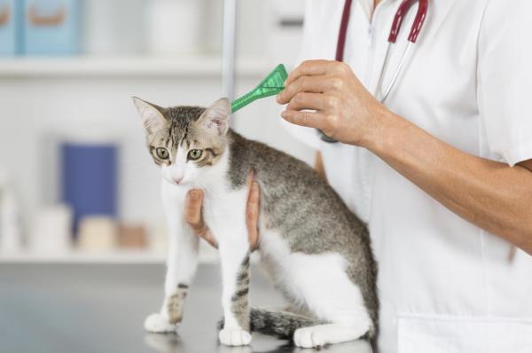Como tirar um carrapato de um gato - Como prevenir o aparecimento de carrapatos em um gato