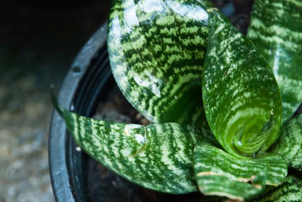 Plantas que purificam o ar - Espada-de-São-Jorge (Sansevieria trifasciata)