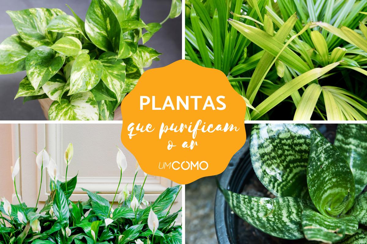 Plantas que purificam o ar