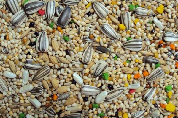 Como alimentar um agapornis - Passo 2