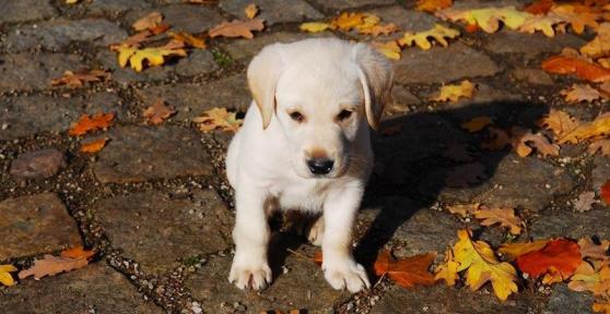 Como educar um labrador filhote