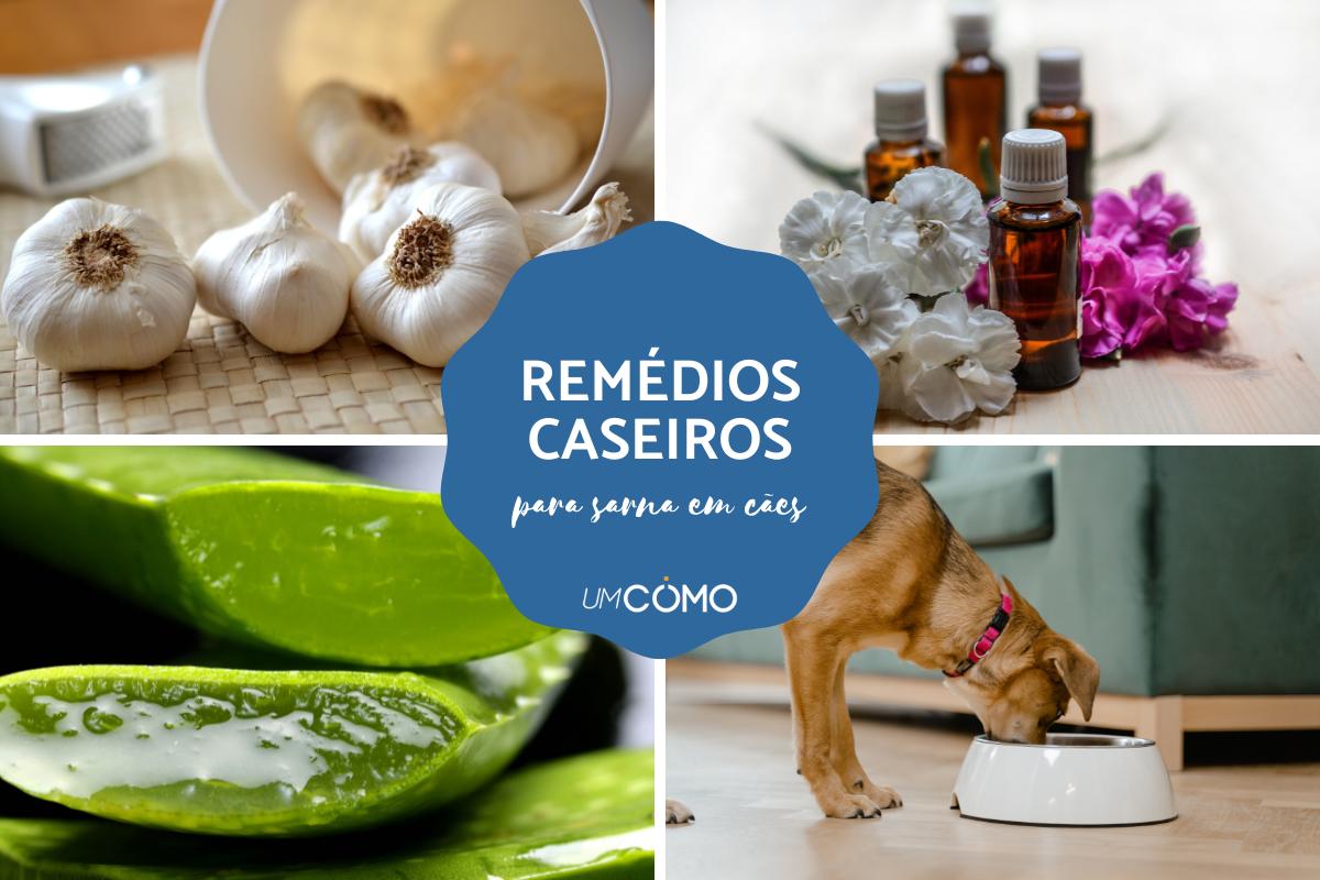 Como tratar a sarna de cachorros com remédios caseiros