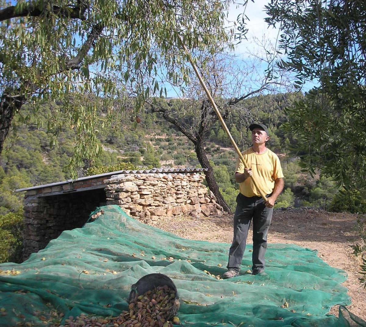 Como colher amêndoas
