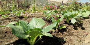 Como fazer uma horta em casa
