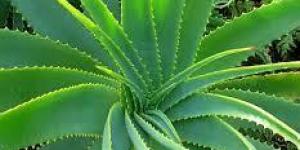 É possível curar o vitiligo com aloe?
