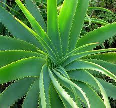 É possível curar o vitiligo com aloe?