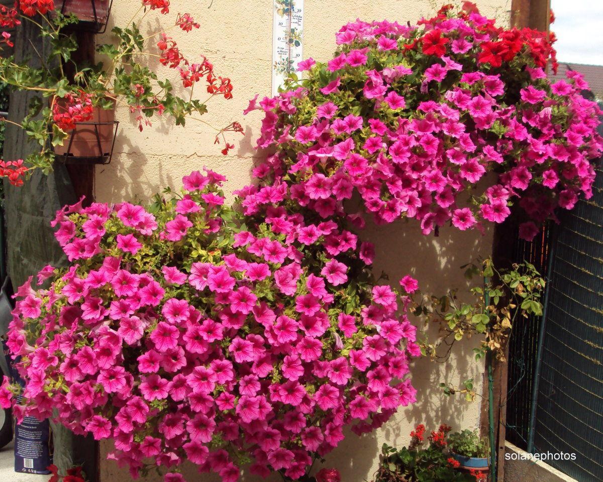 Como cuidar das surfinias