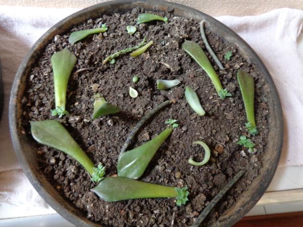 Como cuidar da suculenta rosa de pedra - Como fazer mudas de rosa de pedra