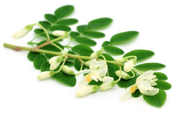Como plantar moringa em vaso - passo a passo - Benefícios da moringa - conheça a árvore