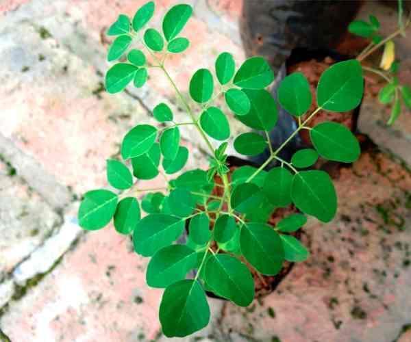 Como plantar moringa em vaso - passo a passo - Como cuidar de moringa