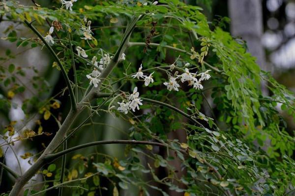 Como plantar moringa em vaso - passo a passo