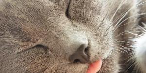 Por que meu gato está vomitando