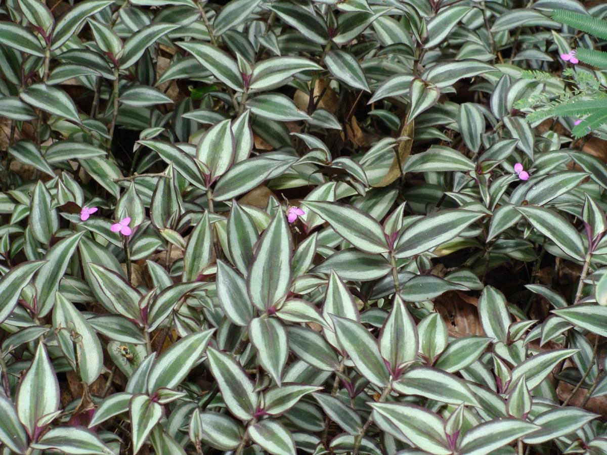 Como plantar lambari