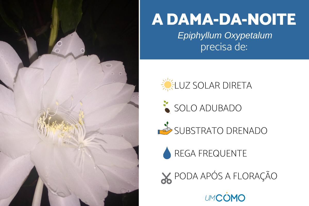 Como cuidar de uma dama-da-noite