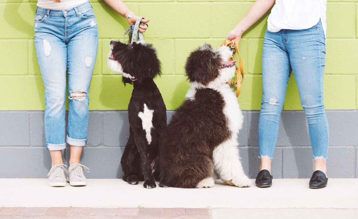 Como funciona a guarda compartilhada de cachorro