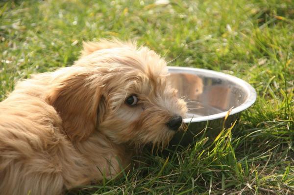 Como tratar giárdia em cães