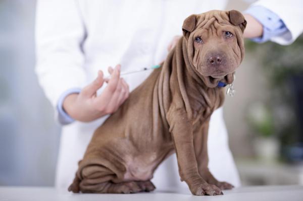 Como tratar giárdia em cães - Passo 1