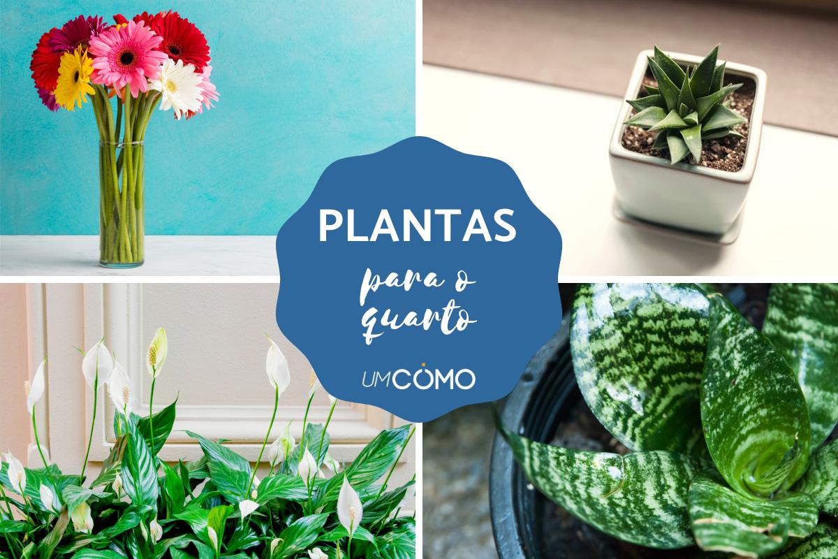 Plantas que podem ficar no quarto