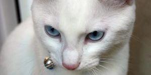 Como saber se minha gata está prenha