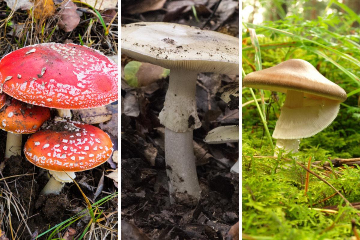 Como identificar cogumelos venenosos
