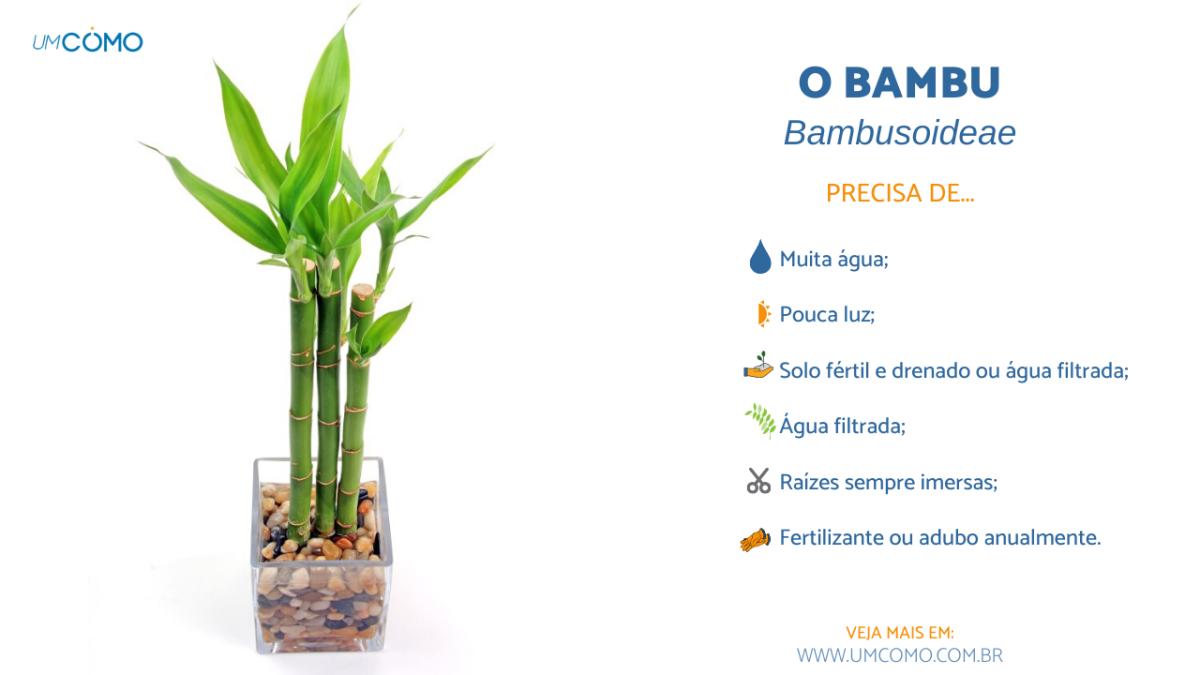 Como cuidar de um bambu