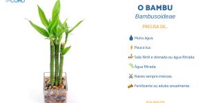 Como cuidar de um bambu