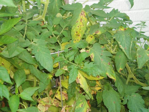 Como tratar manchas pretas nas folhas das plantas - Passo 2