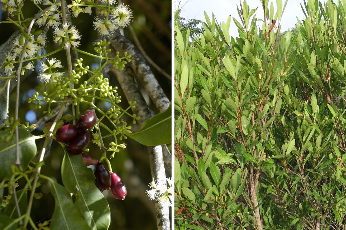 Como plantar jamelão