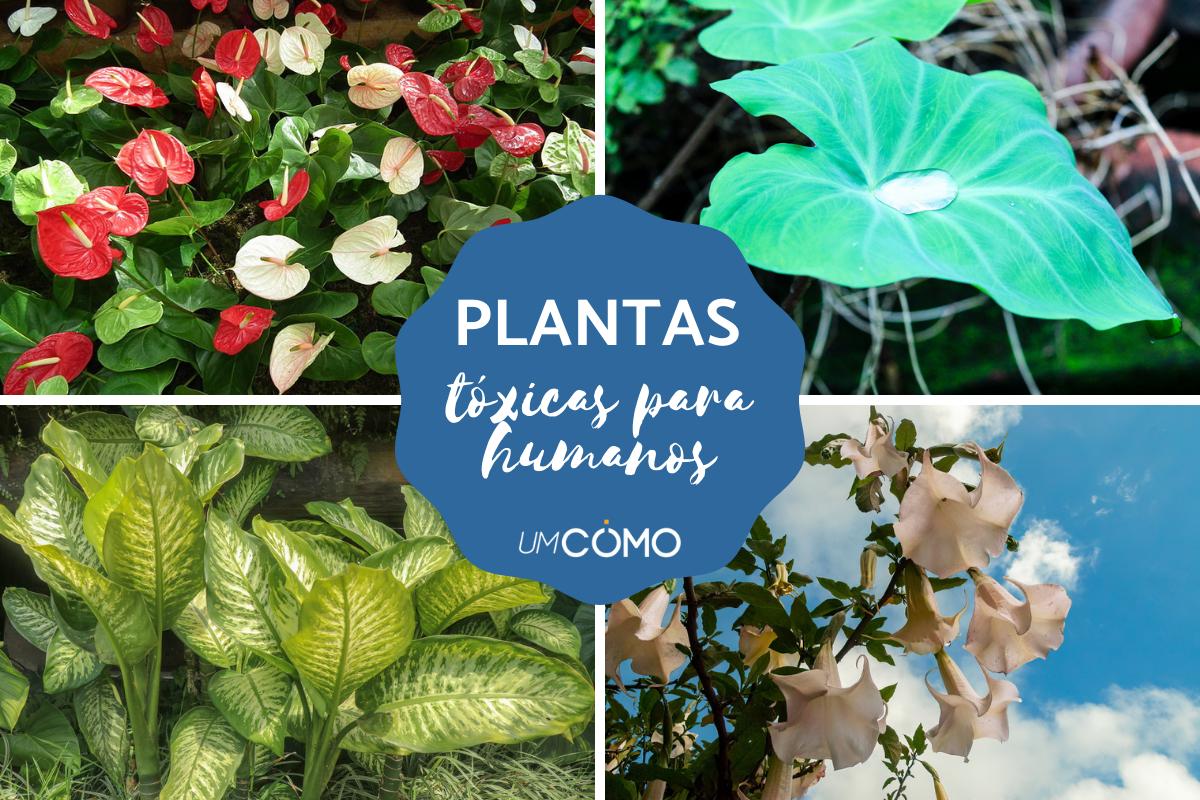 Plantas tóxicas para humanos