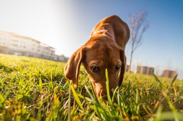 Por que os cachorros cheiram a urina