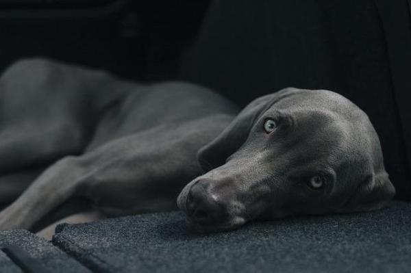 Por que os cachorros cheiram a urina - Passo 1