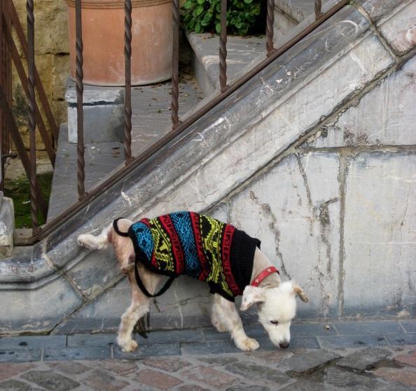 Por que os cachorros cheiram a urina - Passo 3