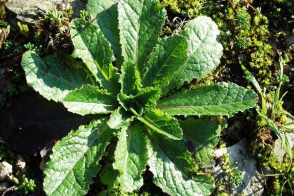 Plantas comestíveis - Alface silvestre (Lactuca virosa)