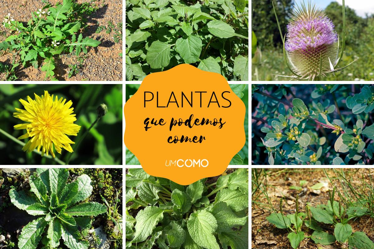 Plantas comestíveis