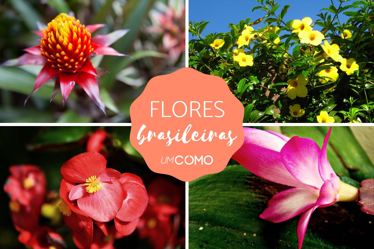Flores brasileiras: espécies e características