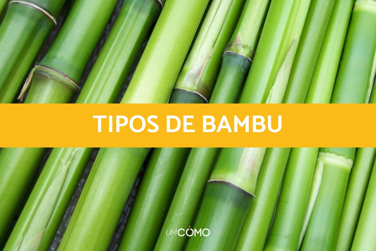 Tipos de bambu
