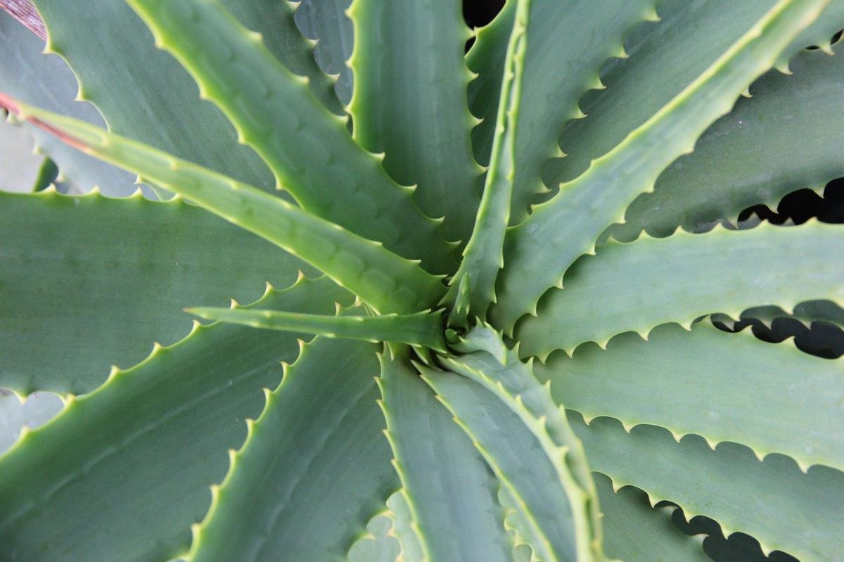 Como cuidar de uma planta de aloe vera