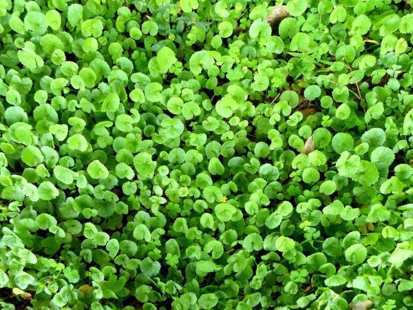 Quais são os ansiolíticos naturais - 10 opções poderosas - Centella asiática