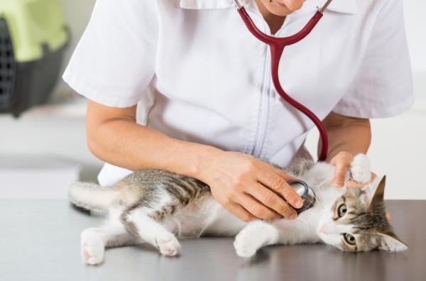 Por que os gatos levantam o lombo quando os acaricia - Outro significado possível para este comportamento felino
