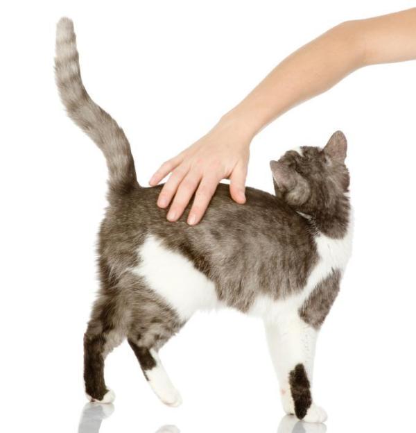 Por que os gatos levantam o lombo quando os acaricia