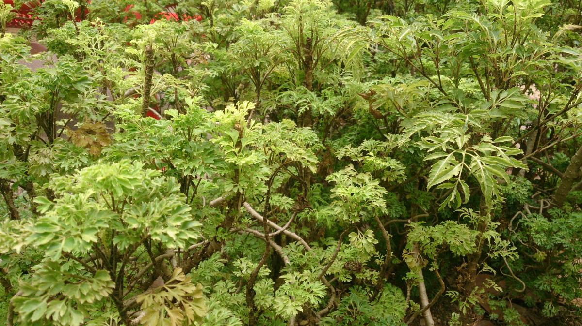 Como cuidar da árvore da felicidade