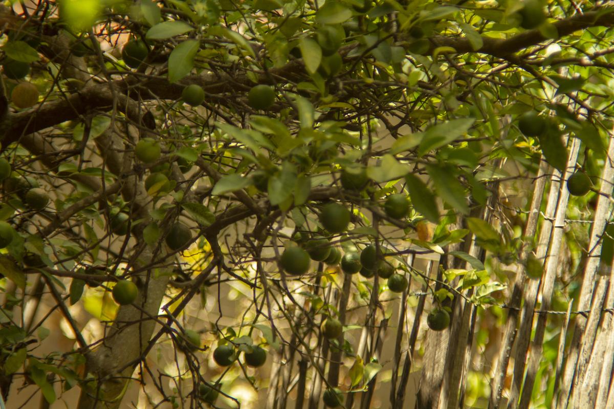 Folhas do limoeiro enroladas: causas e soluções