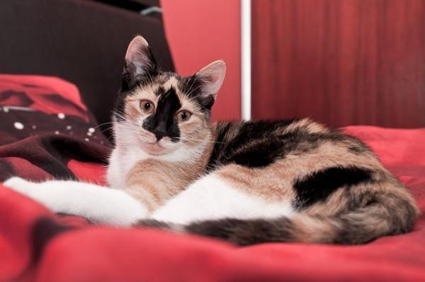 Como evitar que meu gato suba na cama