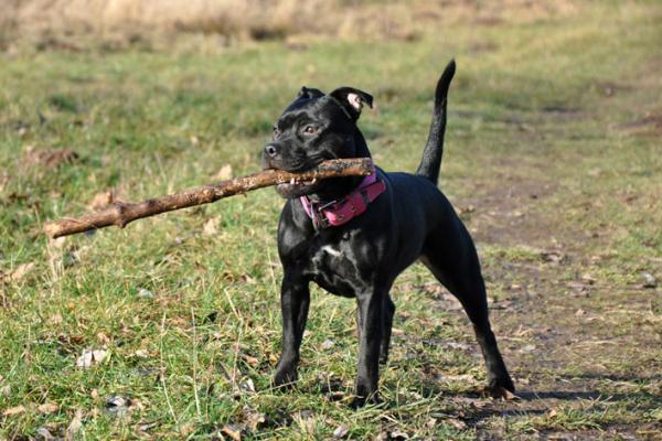 Como cuidar de um staffordshire bull terrier - Características comportamentais de um staffordshire bull terrier