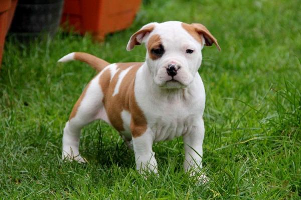 Como cuidar de um staffordshire bull terrier - Como cuidar de um staffordshire bull terrier