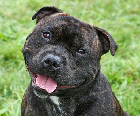 Como cuidar de um staffordshire bull terrier