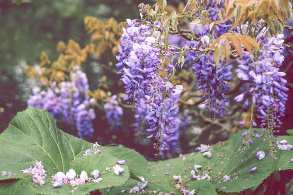 Glicínias: como plantar e cuidar - Em qual época do ano é melhor plantas glicínia?