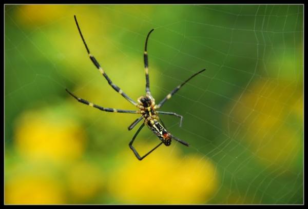 Como tratar picadas de aranha